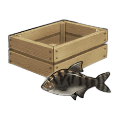 Leathery Bream
