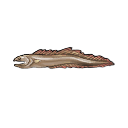 Lesser Eel