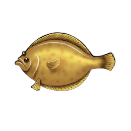 Mottled Flounder