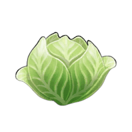 Napa Cabbage
