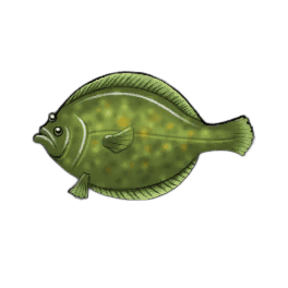 Olive Flounder