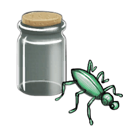 Pine Bug