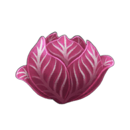 Red Cabbage