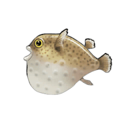 Sandy Pufferfish