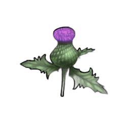 Scepter Thistle