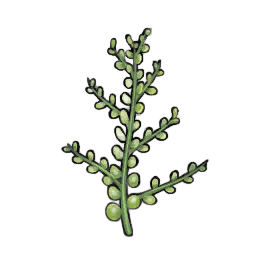 Scraggle Creeper