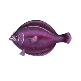 Starry Flounder