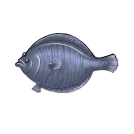 Stone Flounder