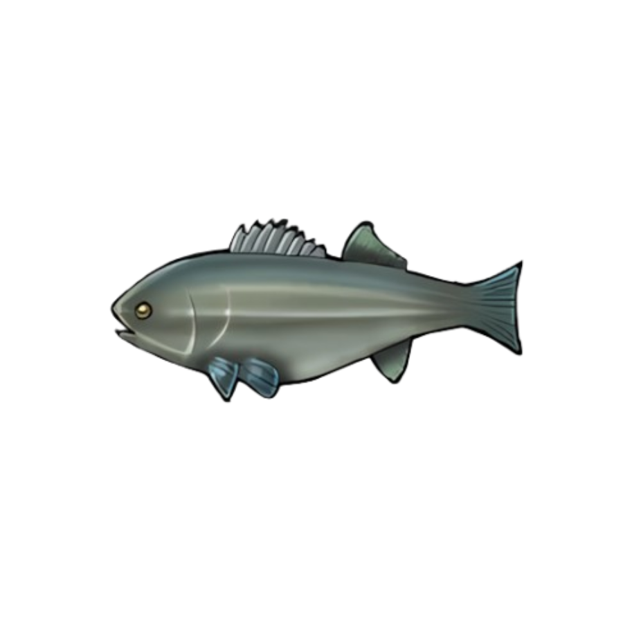 Striped Bass