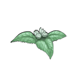 White Nettle