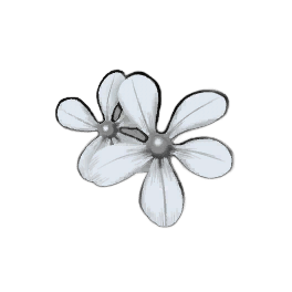 White Periwinkle